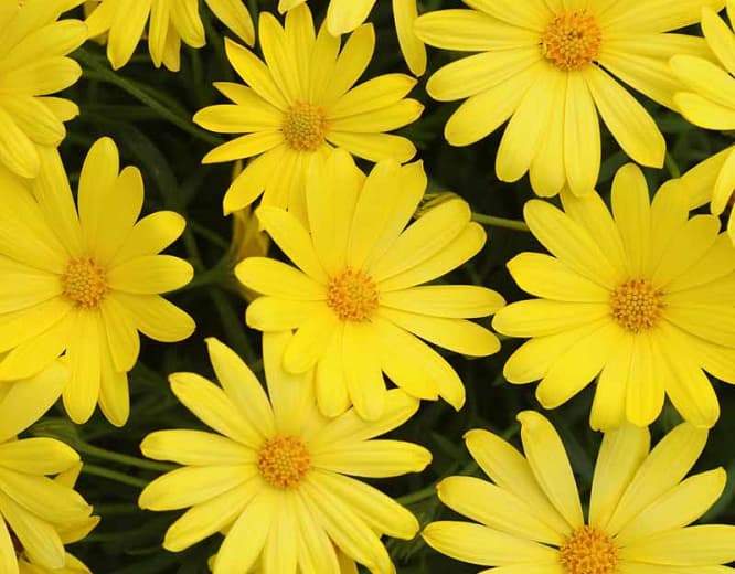 Osteospermum 'Voltage Yellow' (Африканская маргаритка)
