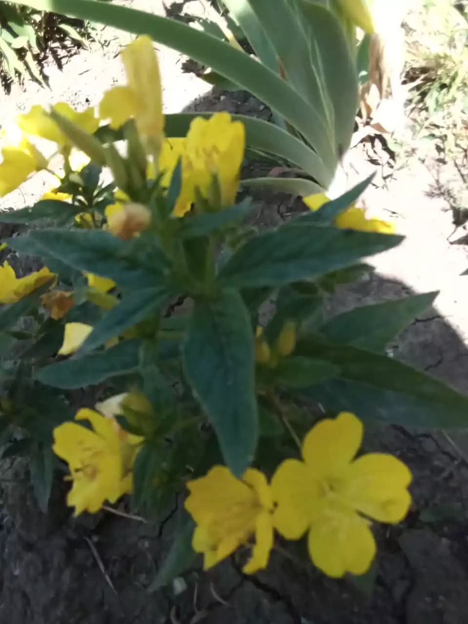 Разные виды многолетней энотеры.