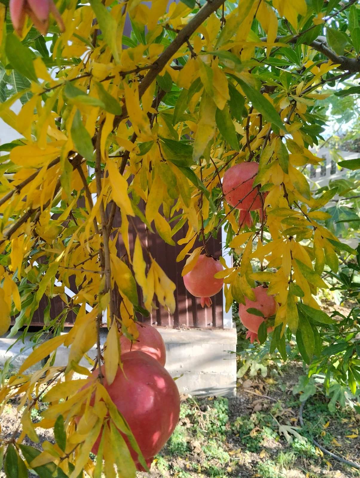 Урожай граната на ЮБК.