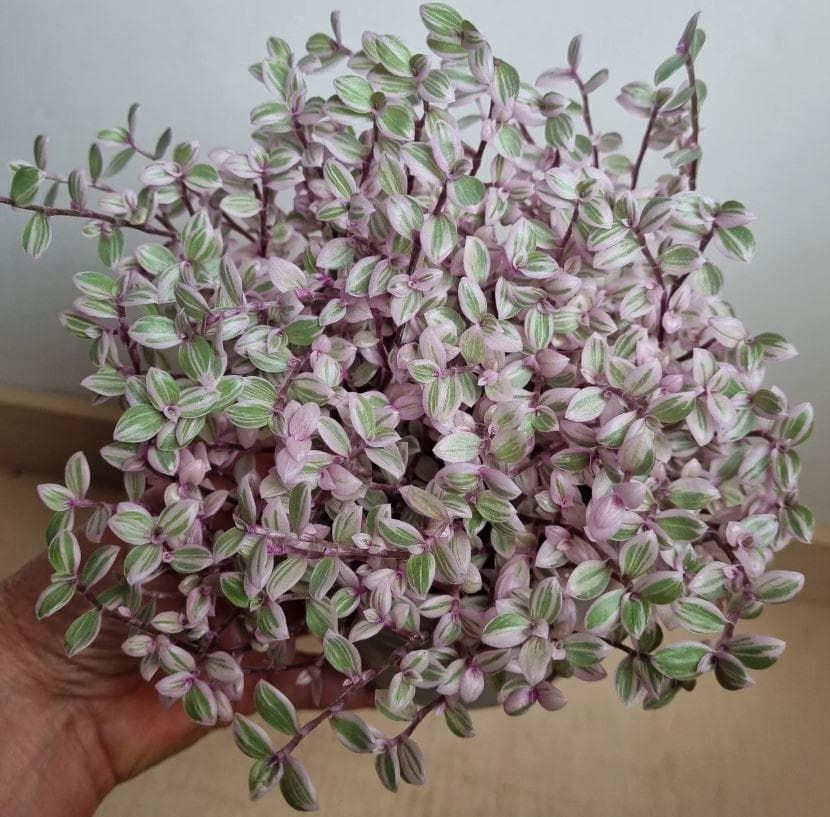 Каллизия Розовая Пантера (Callisia 'Pink Panther')
