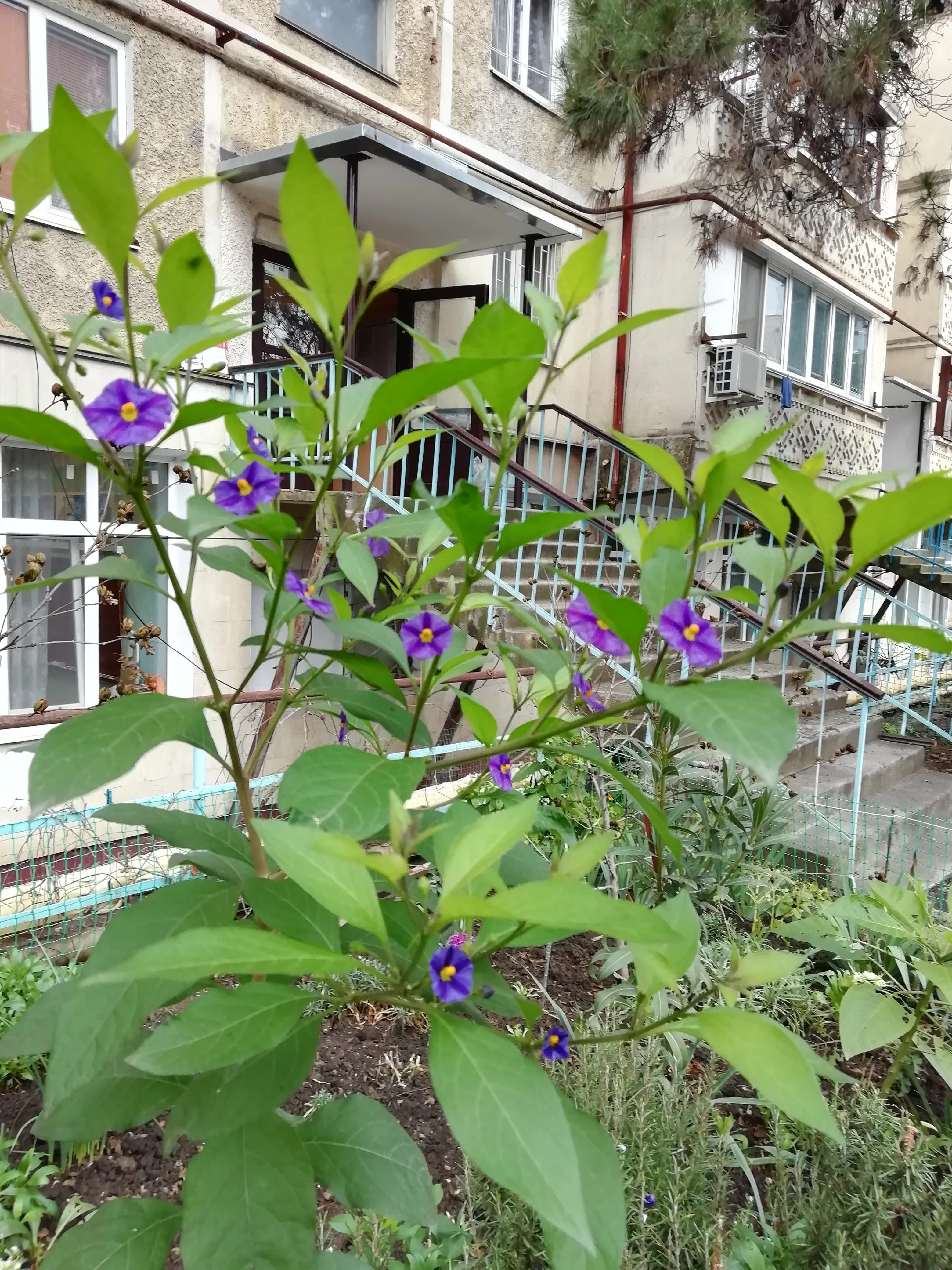 Убираем картофельные деревья на зимовку.