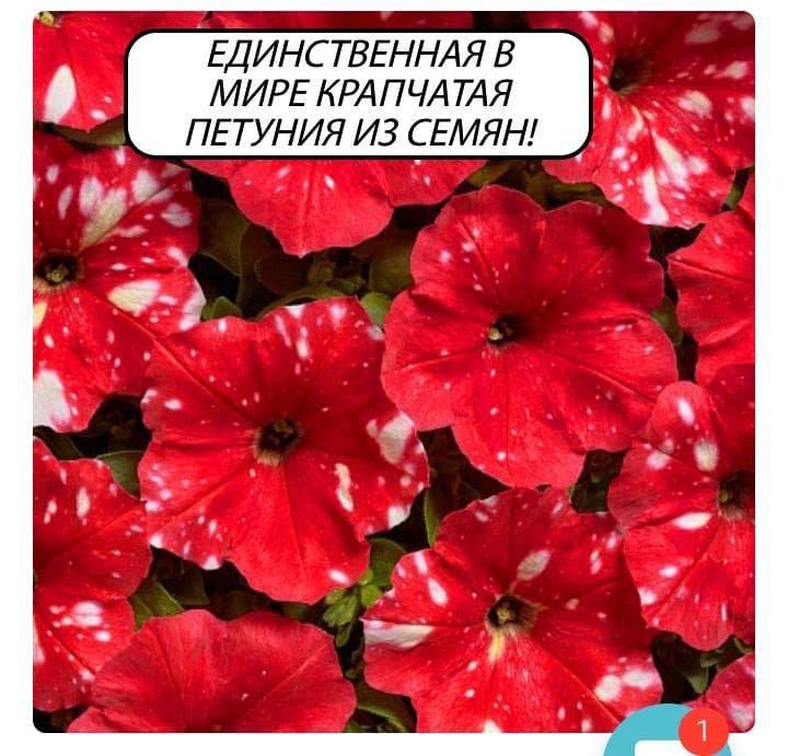 Петуния крапчатая
