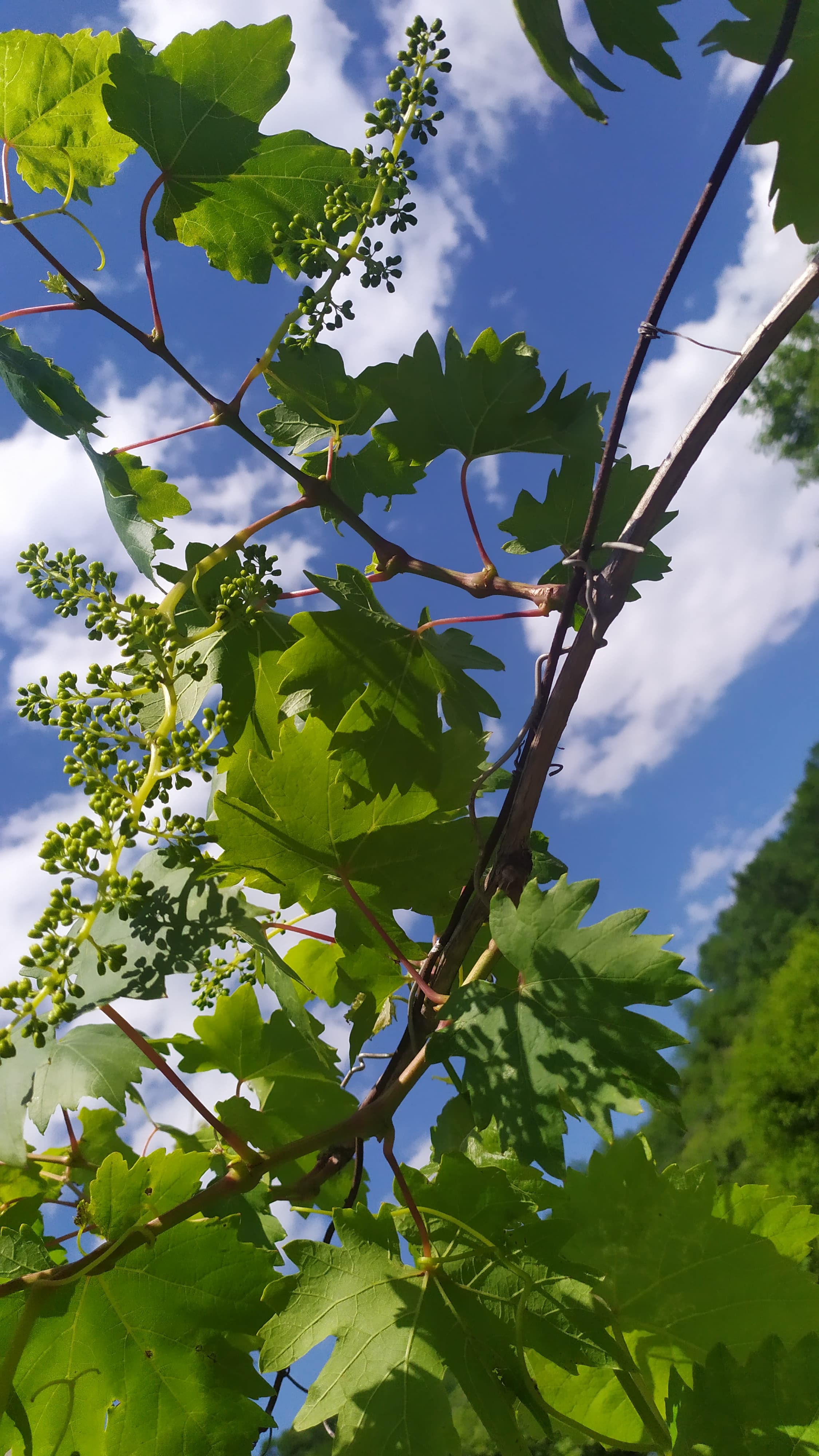 Как формировать виноград когда завязались грозди ягод.