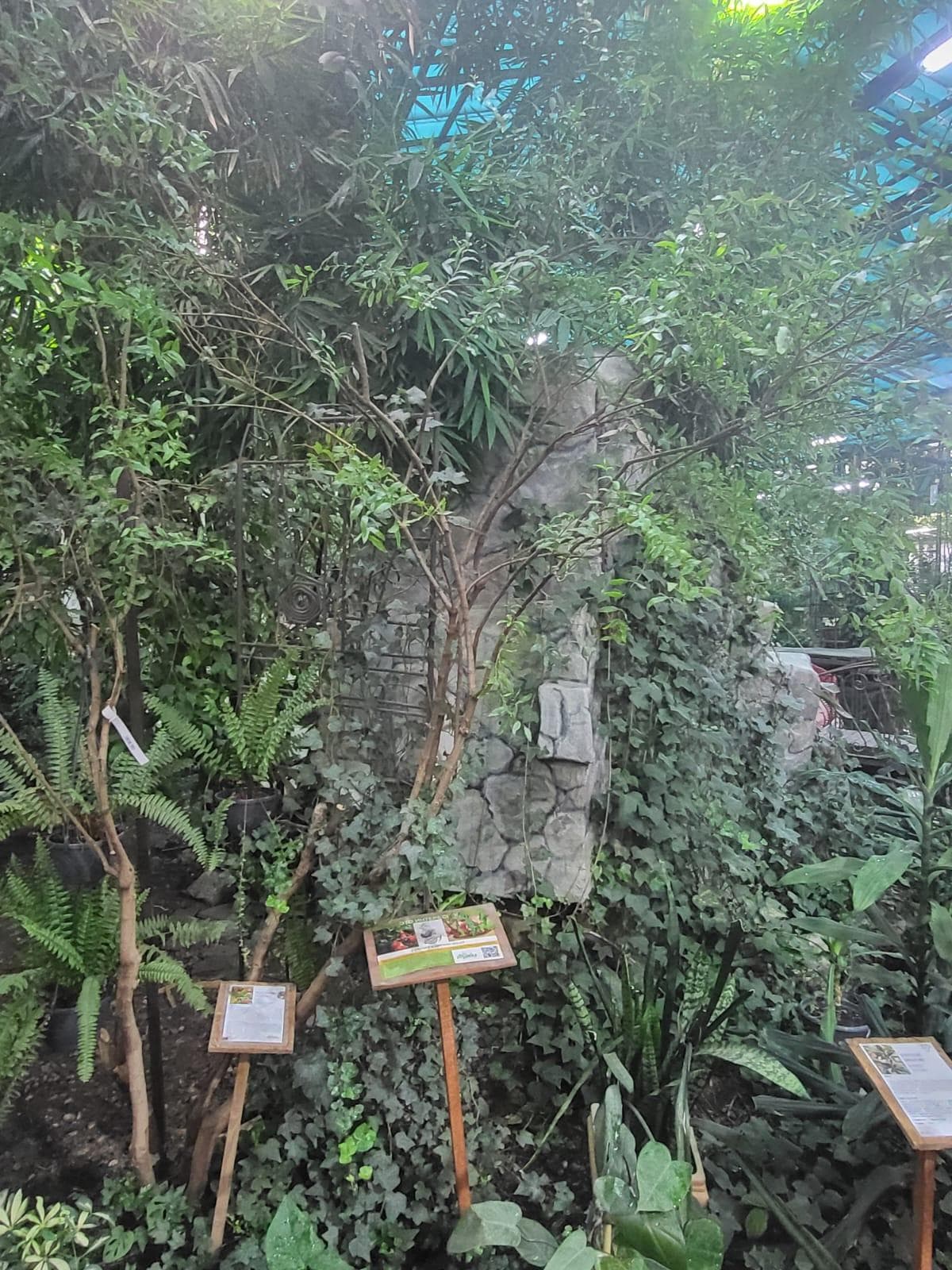 Punica granatum var. нана (карликовый гранат)