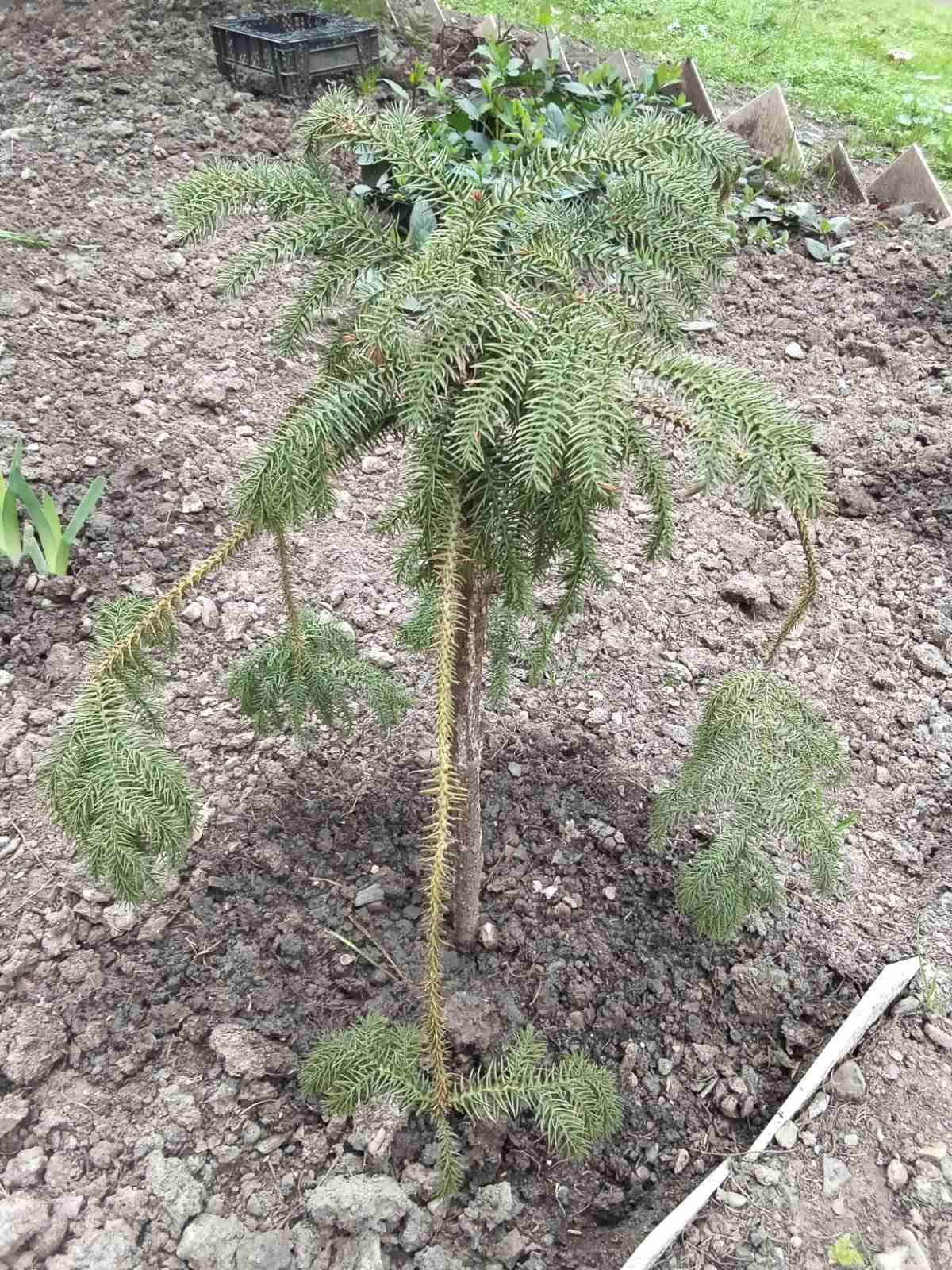 Араукария после первой зимовки в открытом грунте.