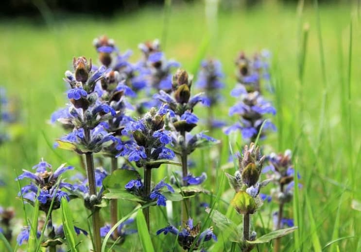 Ajuga reptans 'Blueberry Muffin' (Ковровый стеклярус)