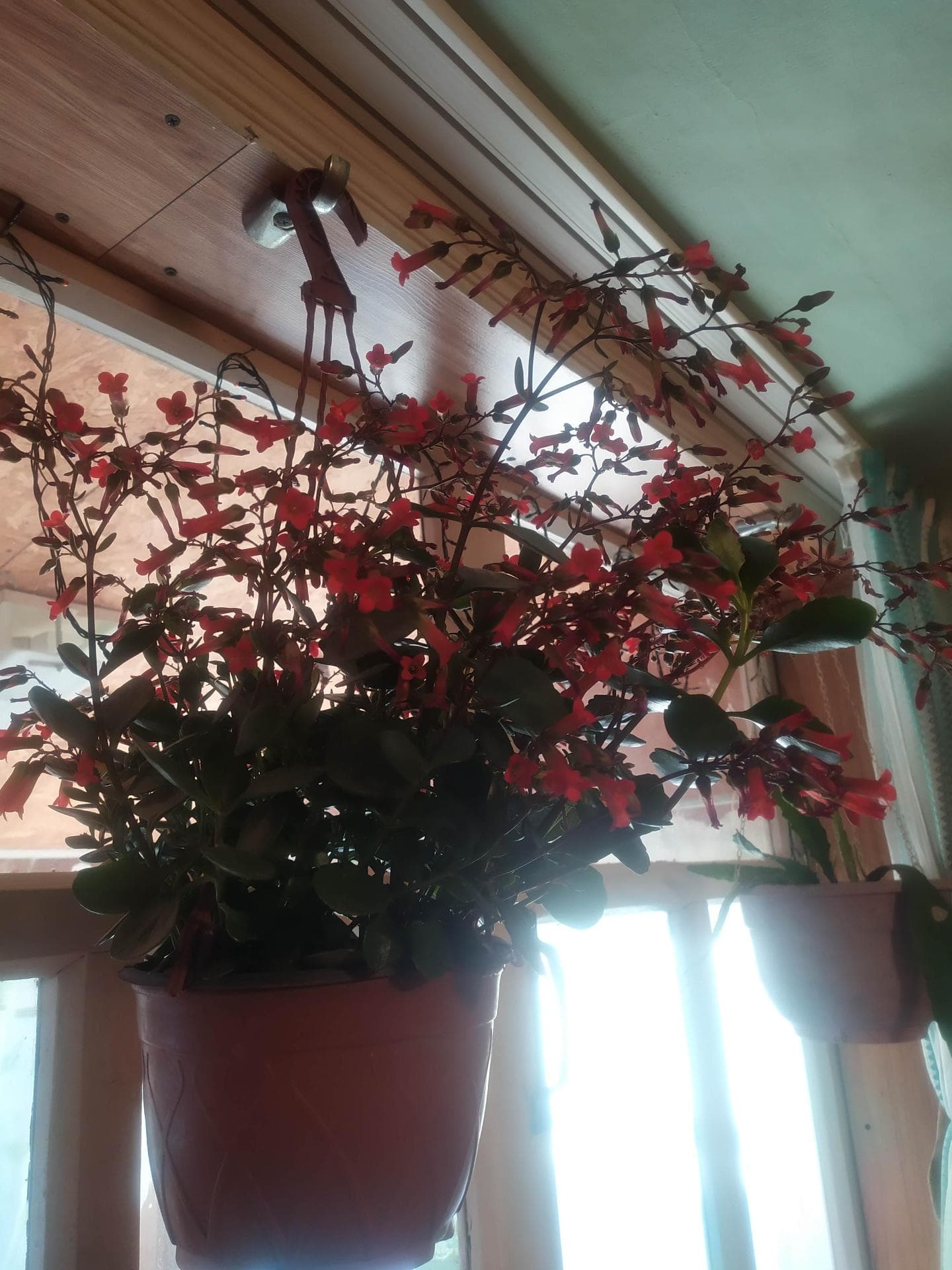 Каланхоэ