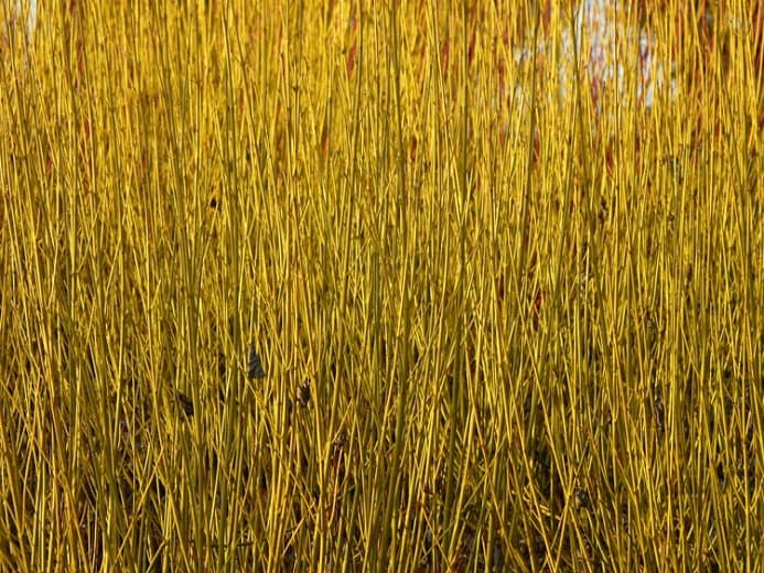 Cornus sericea 'Flaviramea' (Кизил с золотистыми веточками)