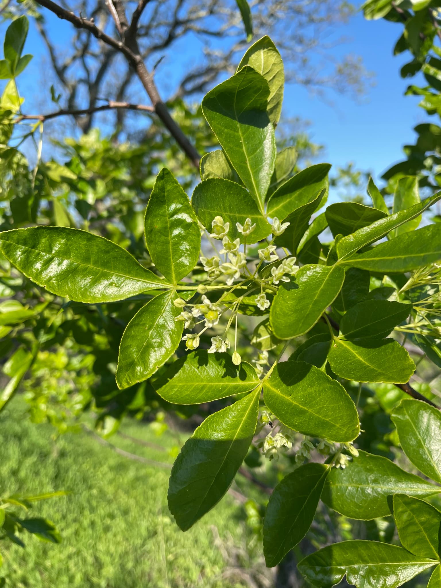 Птелея городчатая