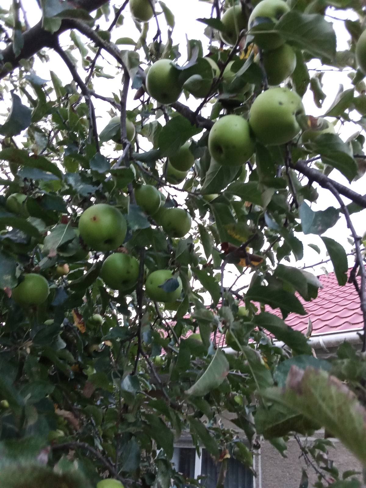 Яблоня - одно из самых популярных деревьев в садах и огородах.