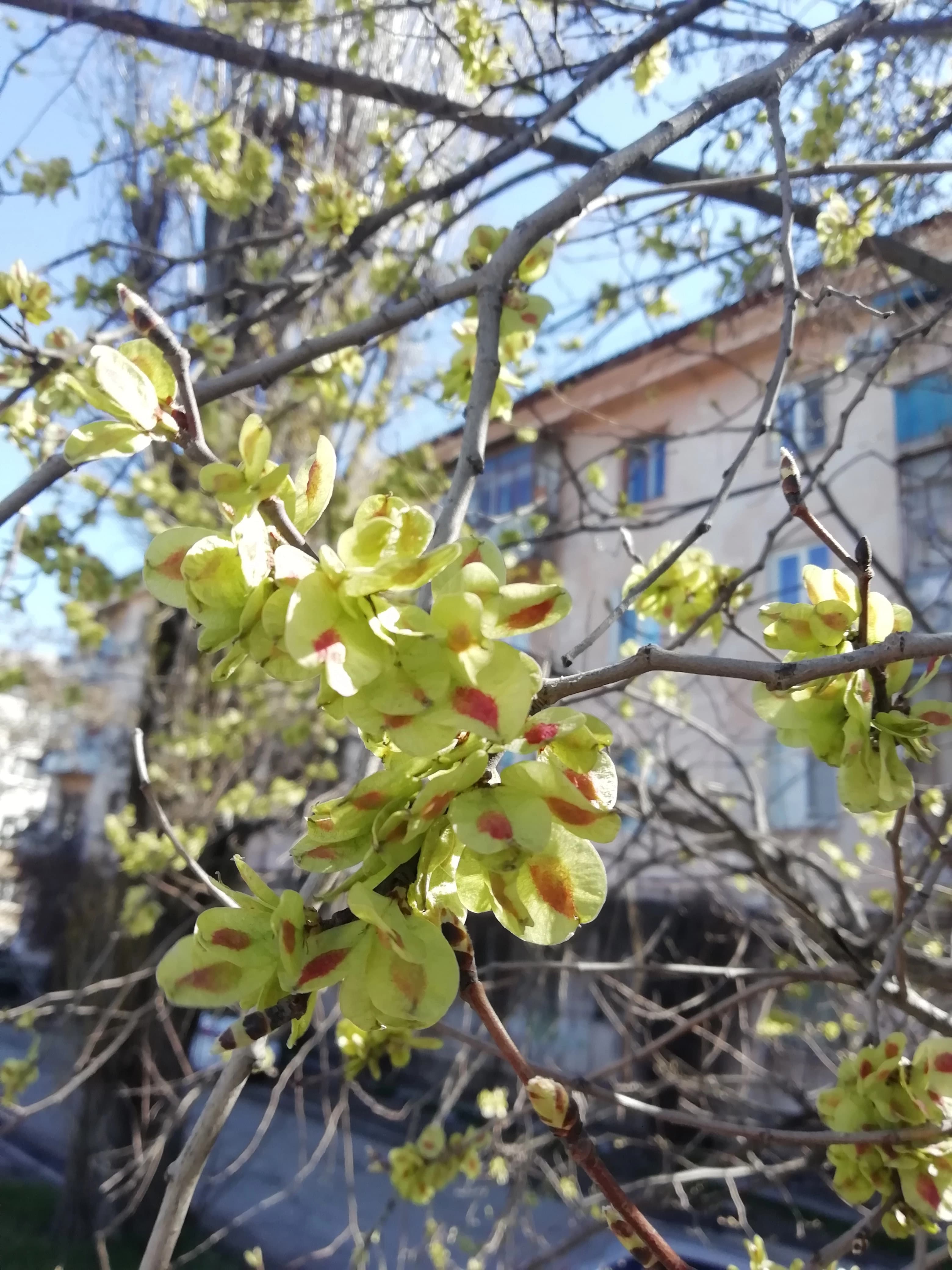 Привлекательные плоды вяза малого.
