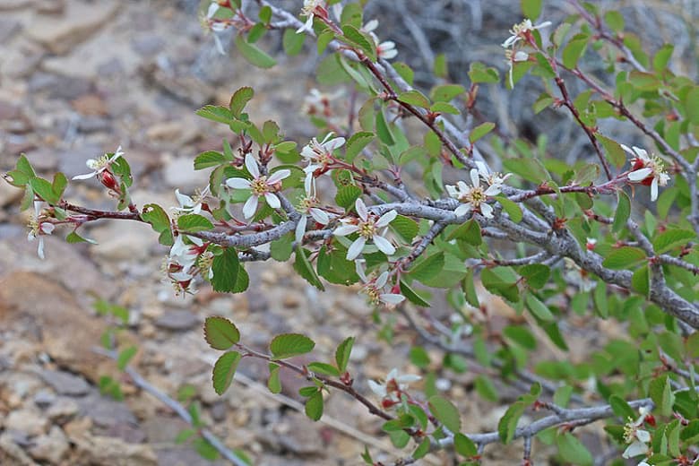 Amelanchier utahensis (Служебная ягода штата Юта)