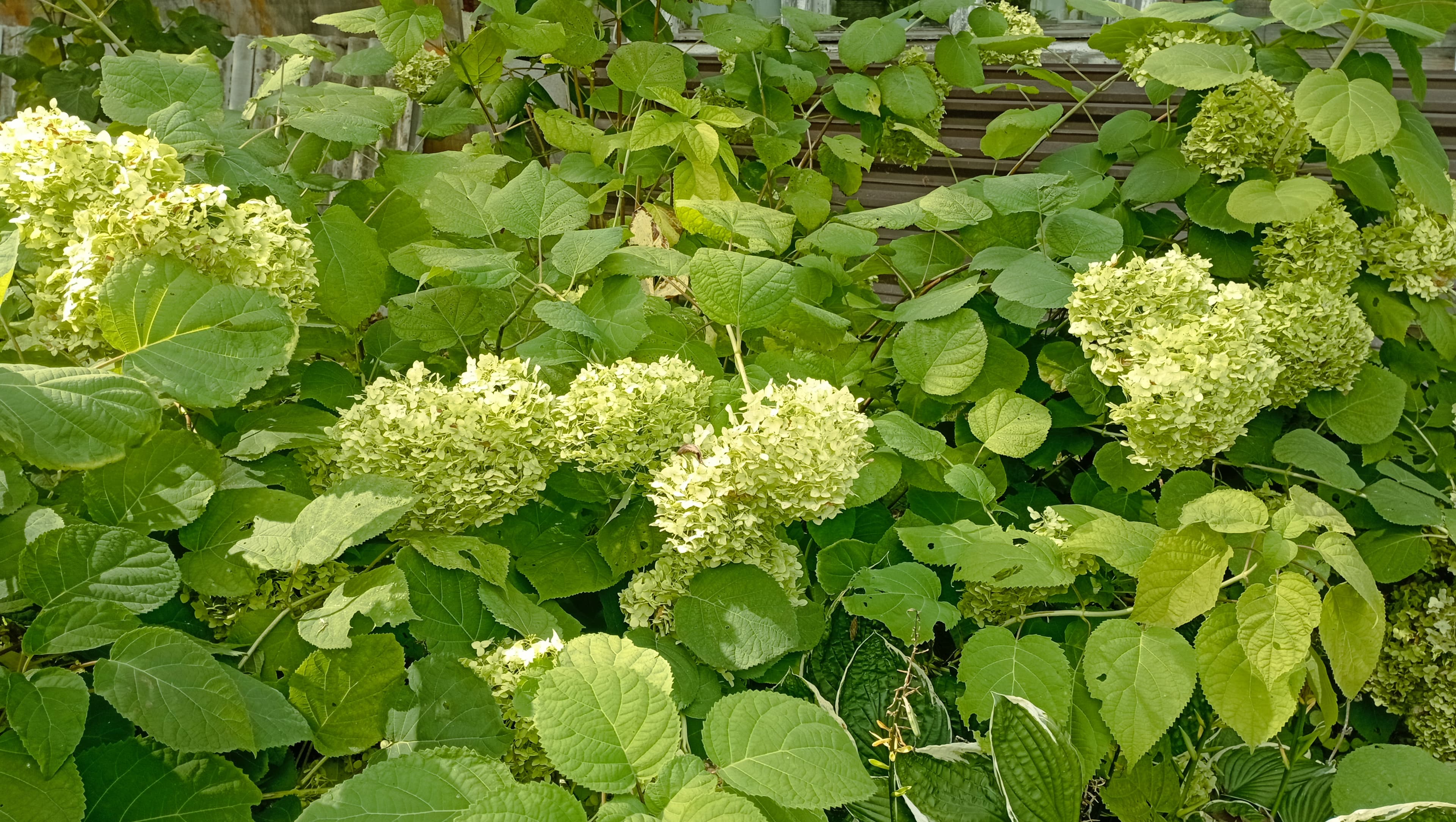 Лёгкий зелёный в осеннем саду
