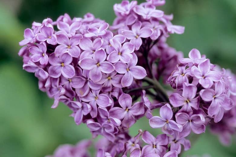 Syringa x hyacinthiflora 'Declaration' (Раннецветущая сирень) 