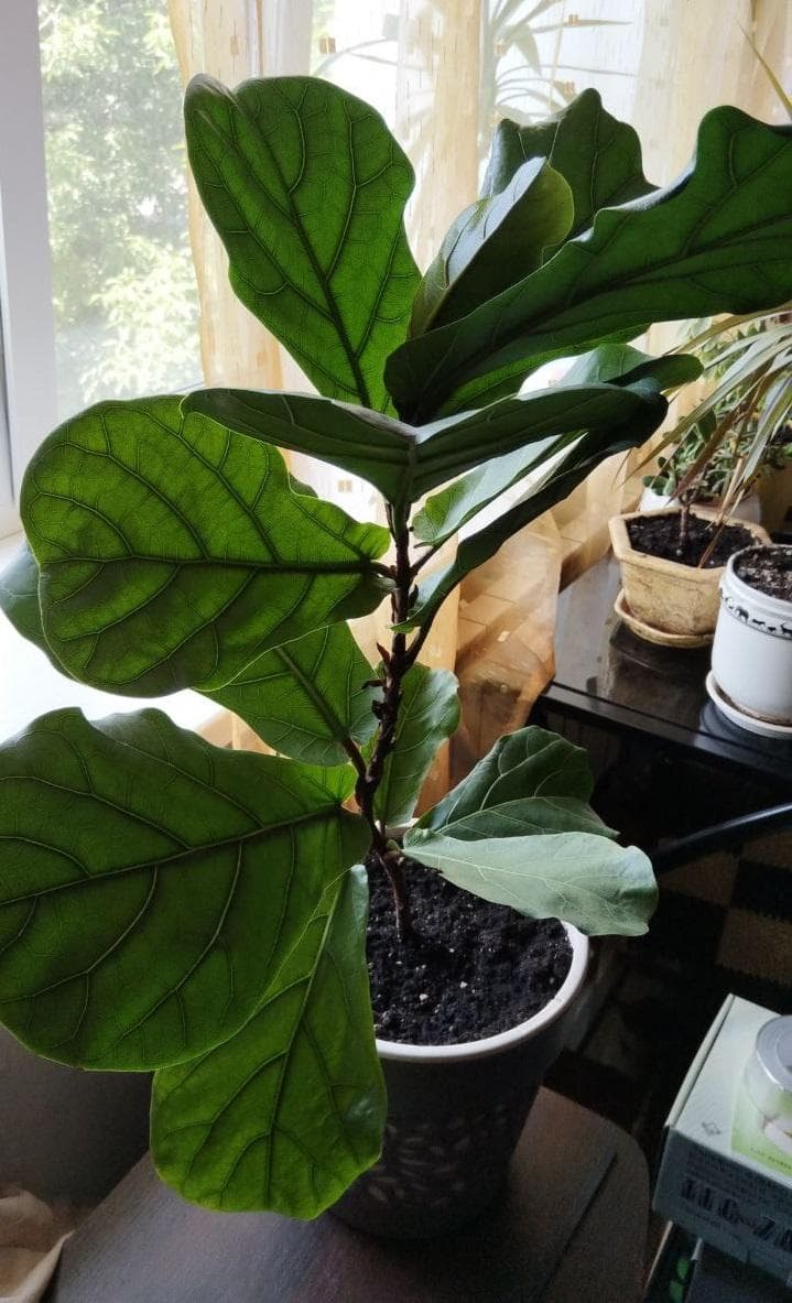 Фикус лировидный (лат. Ficus lyrata)