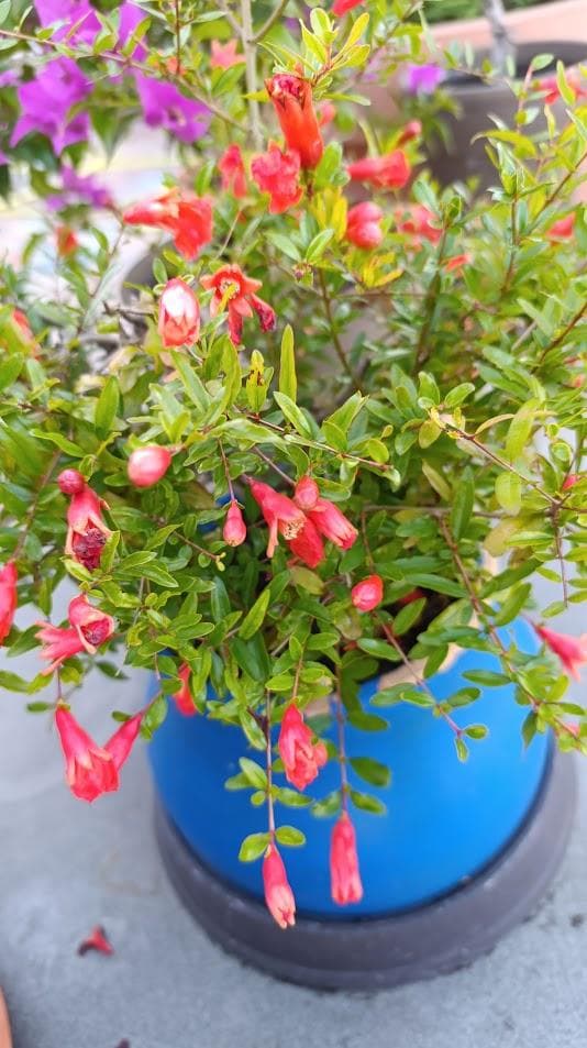 Гранат карликовый Бейби (Punica granatum baby)