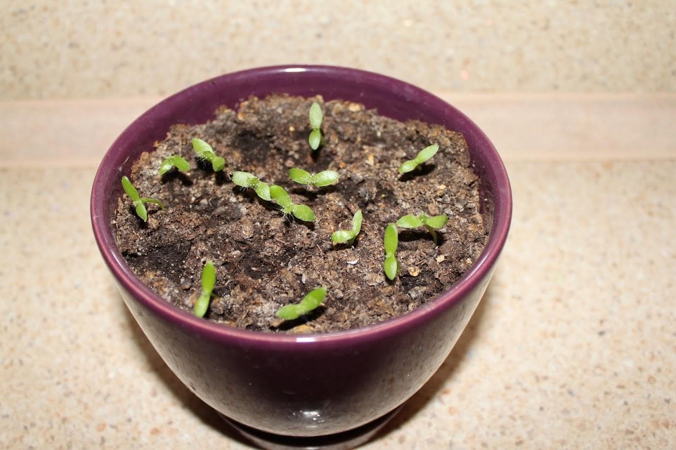 Питахайя (Hylocereus)