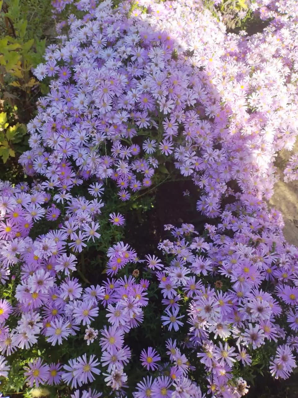 Разные сроки цветения сентябринок растущих в разных местах.