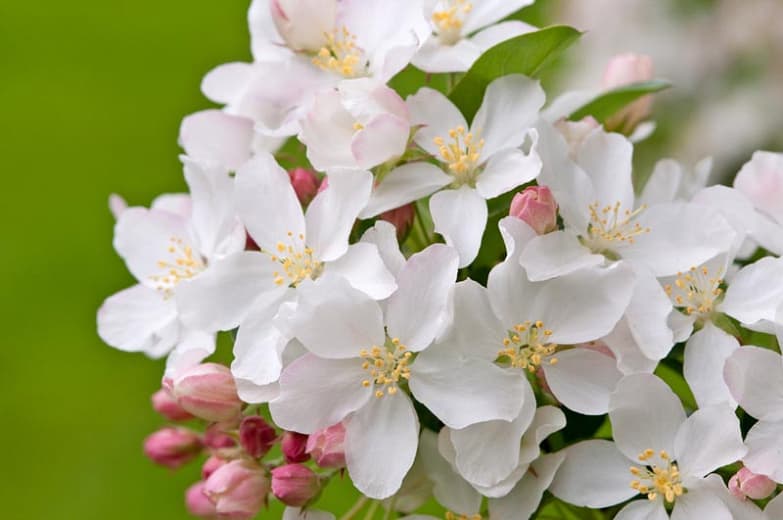 Крабовое яблоко  Malus "Белый ангел"