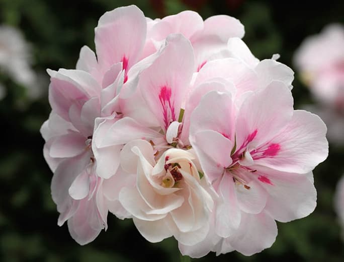 Pelargonium peltatum 'Temprano White' (Герань плющевидная)