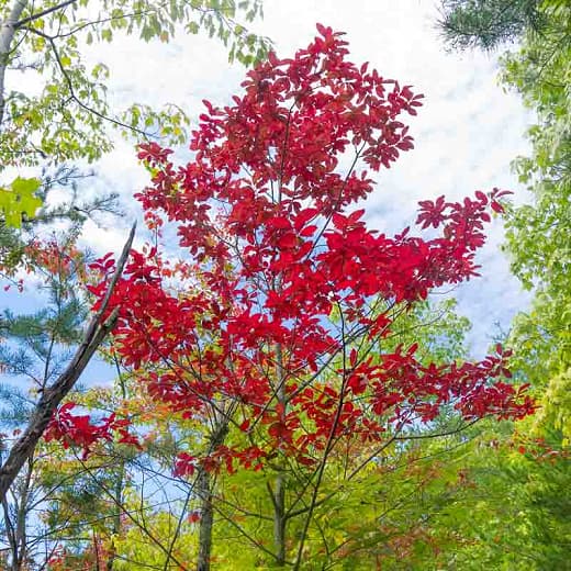 Oxydendrum arboreum (Кислое дерево)
