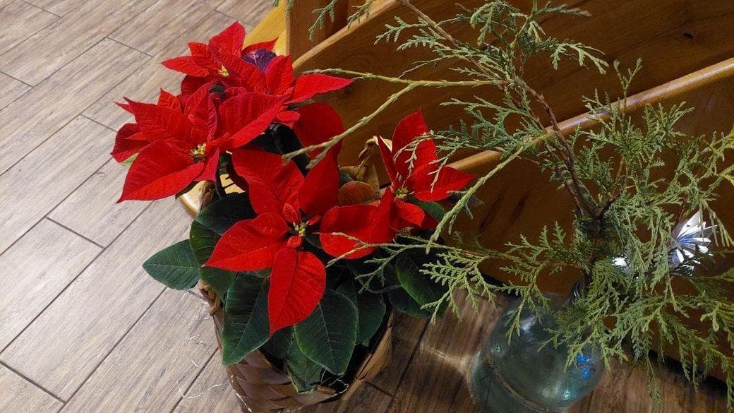 Молочай красивейший (Euphorbia pulcherrima), или пуансеттия (Poinsettia),