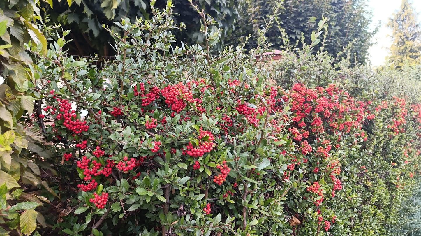 Пираканта "Red Column" (Pyracantha coccinea Red Column)