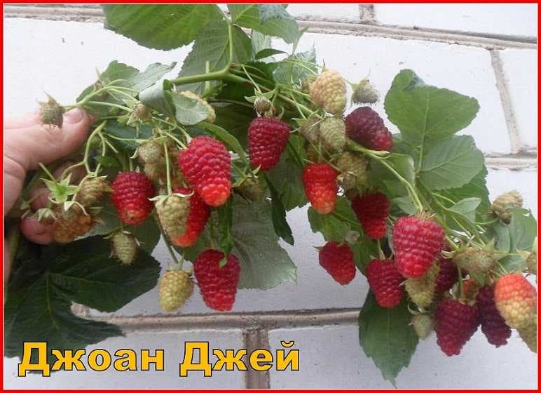 Сажаем ремонтантные сорта малины.