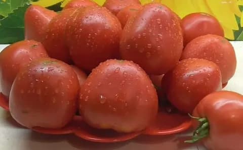 Томат "Севрюга" (Пудовик)