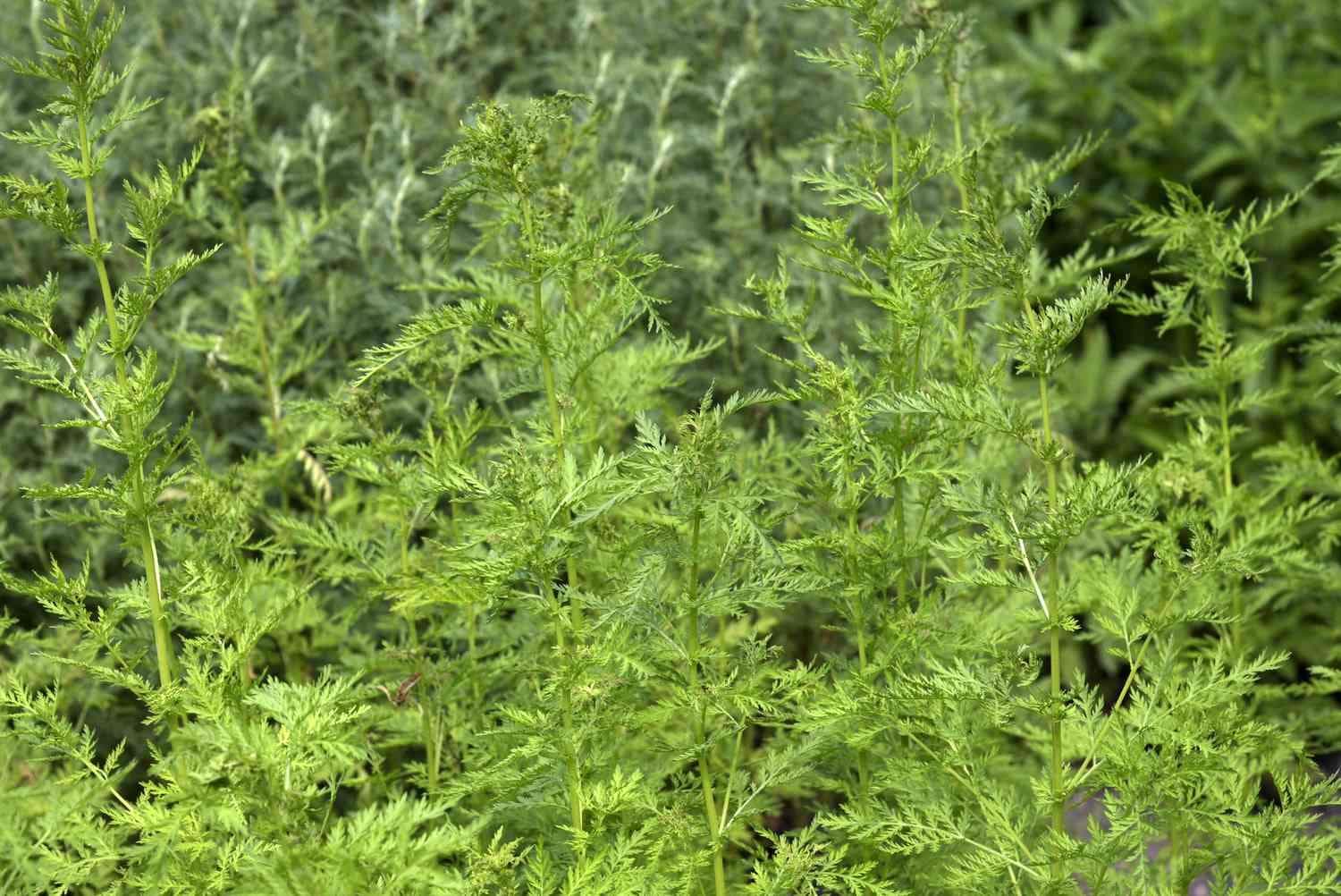 Полынь однолетняя, артемизия однолетняя (Artemisia Annua)