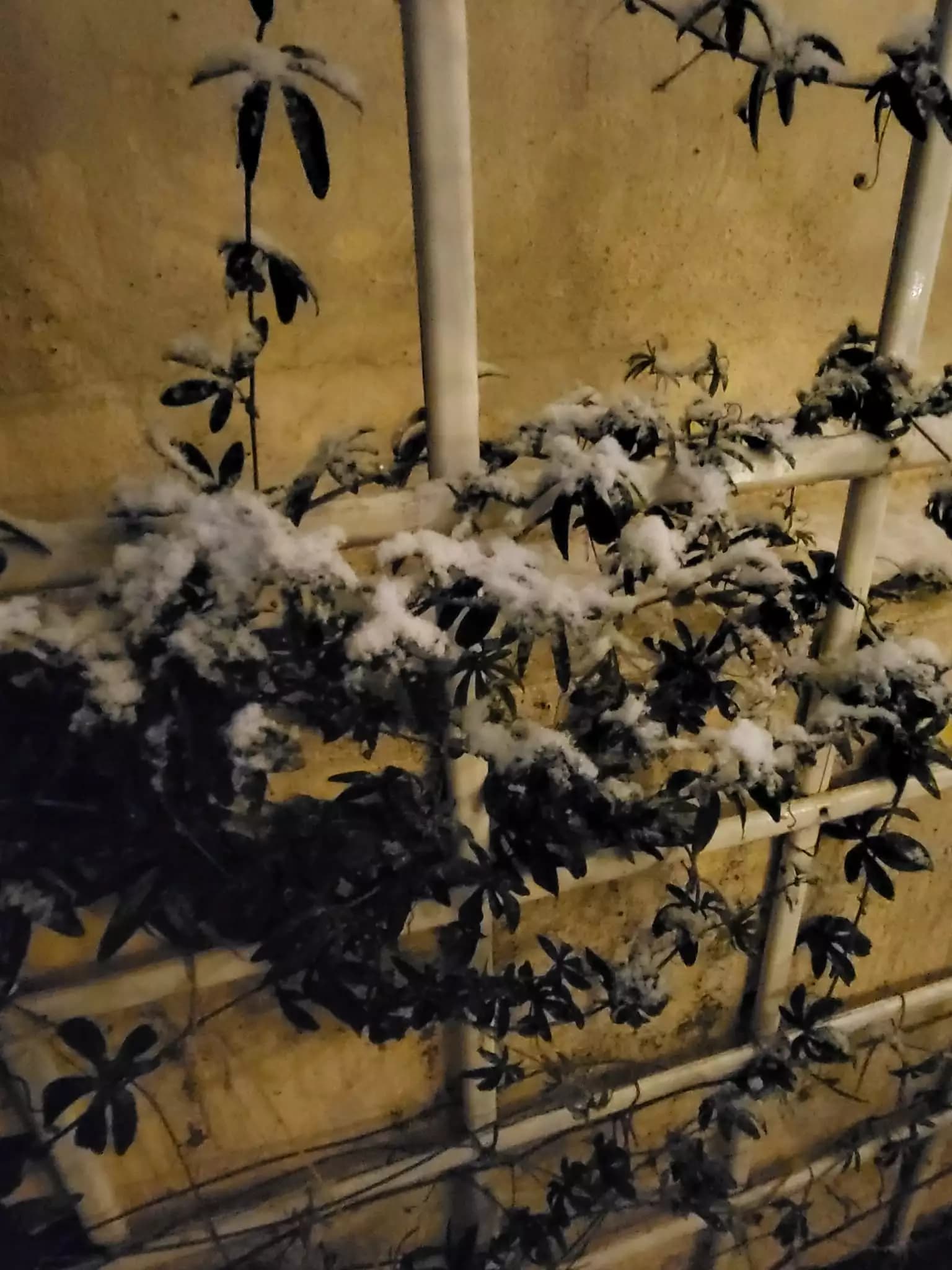 Пассифлора зимой
