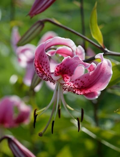 Lilium speciosum var. рубрум (Лилия)