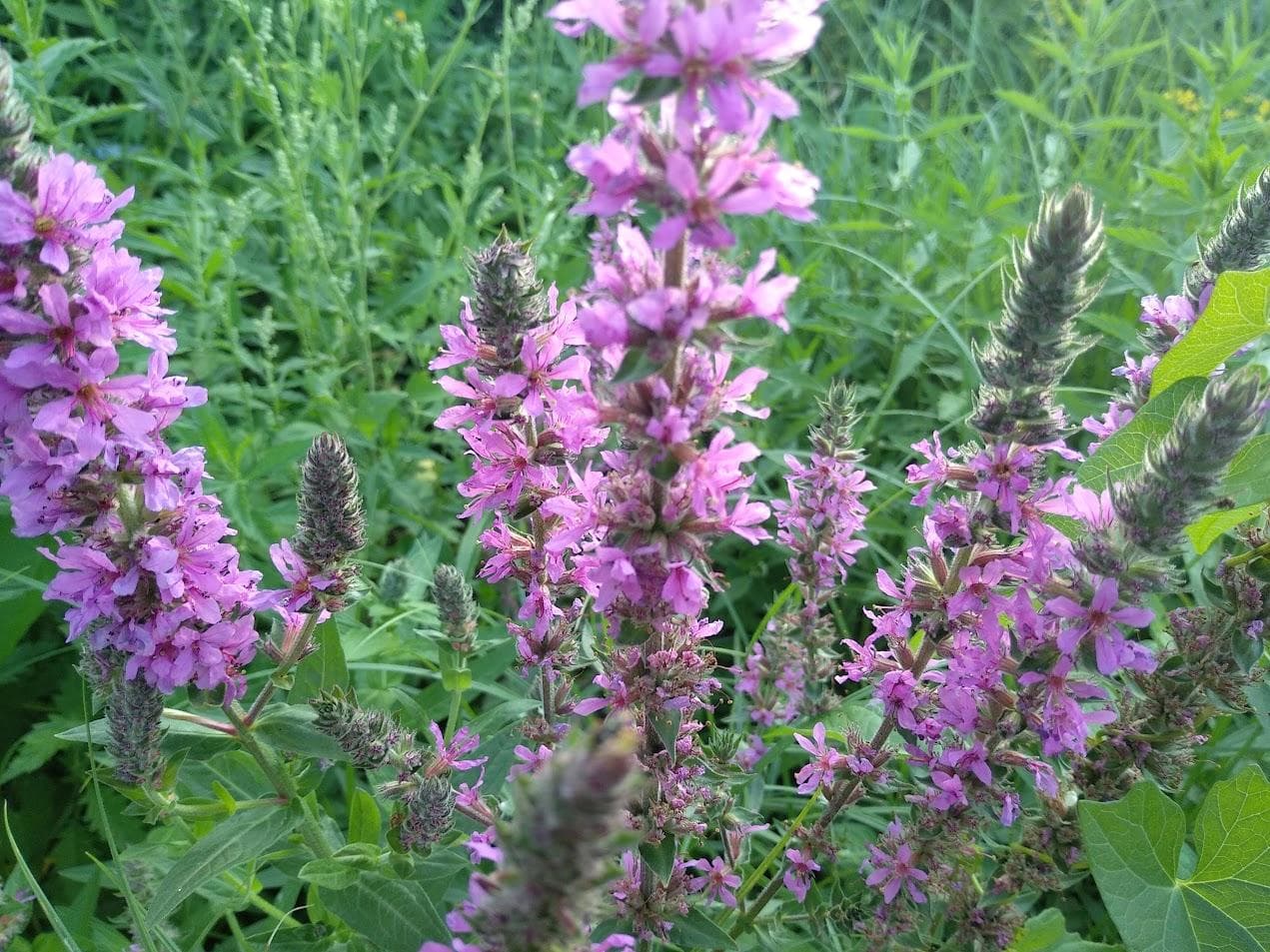 Плакун-трава, или дербенник иволистный (Lythrum  salicaria)