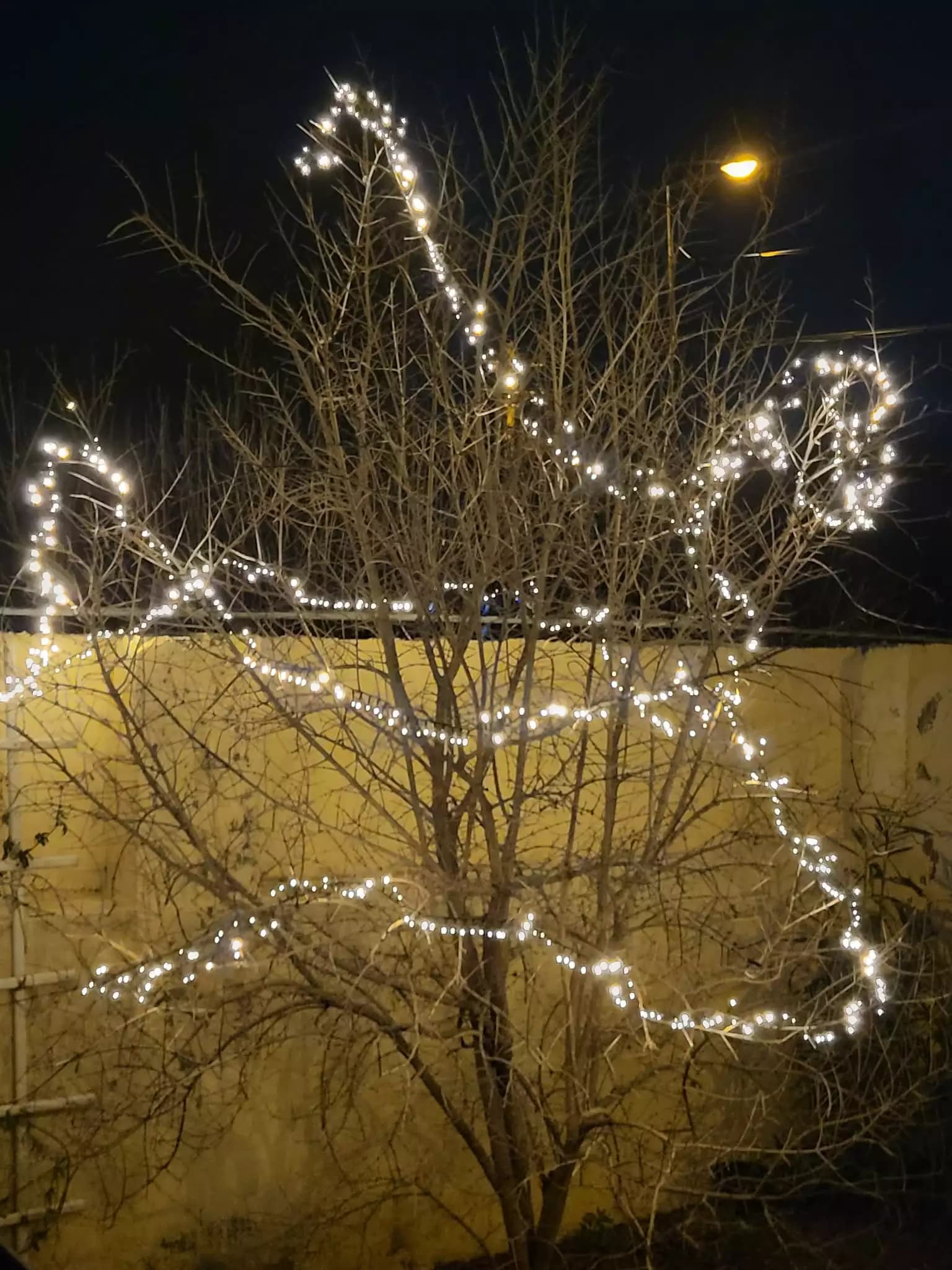 Уезжая, прощаюсь со своим садом...