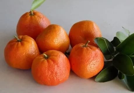Мандарин Медовый (Муркотт)