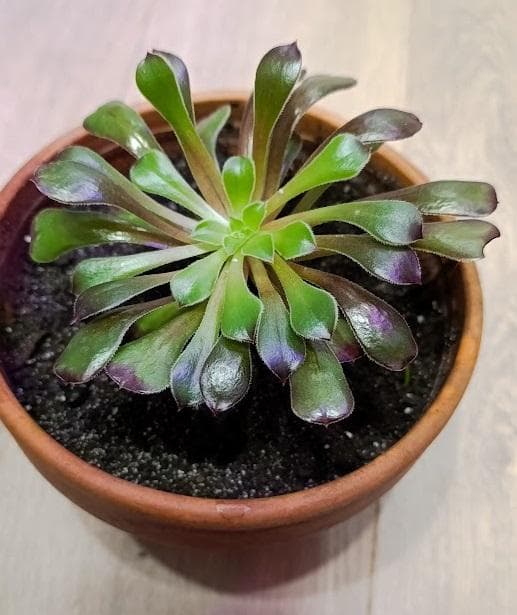 Эониум древовидный (Aeonium Arboreum)