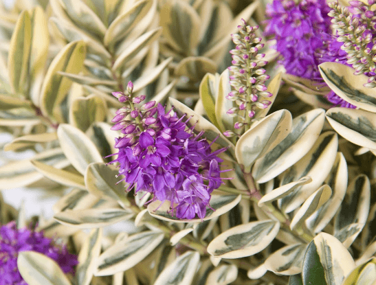 Хебе красивая "Variegata"