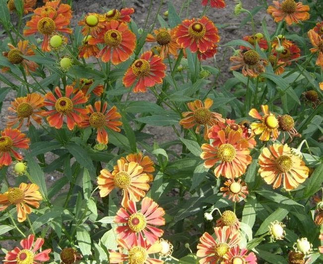 Гелениум (лат. Helenium)