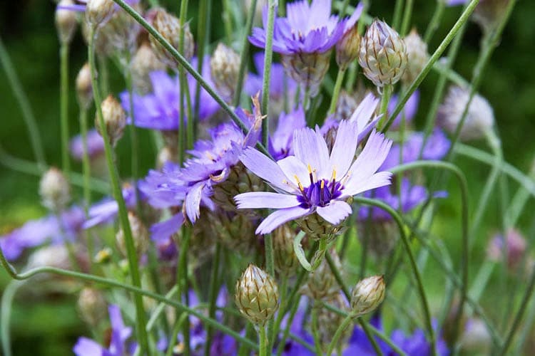 Catananche caerulea (Дротик Купидона)