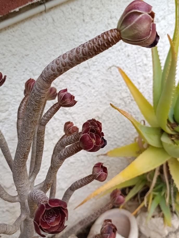 Эониум древовидный (Aeonium Arboreum)