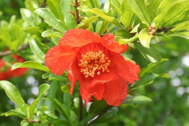 Punica granatum (Гранат) 