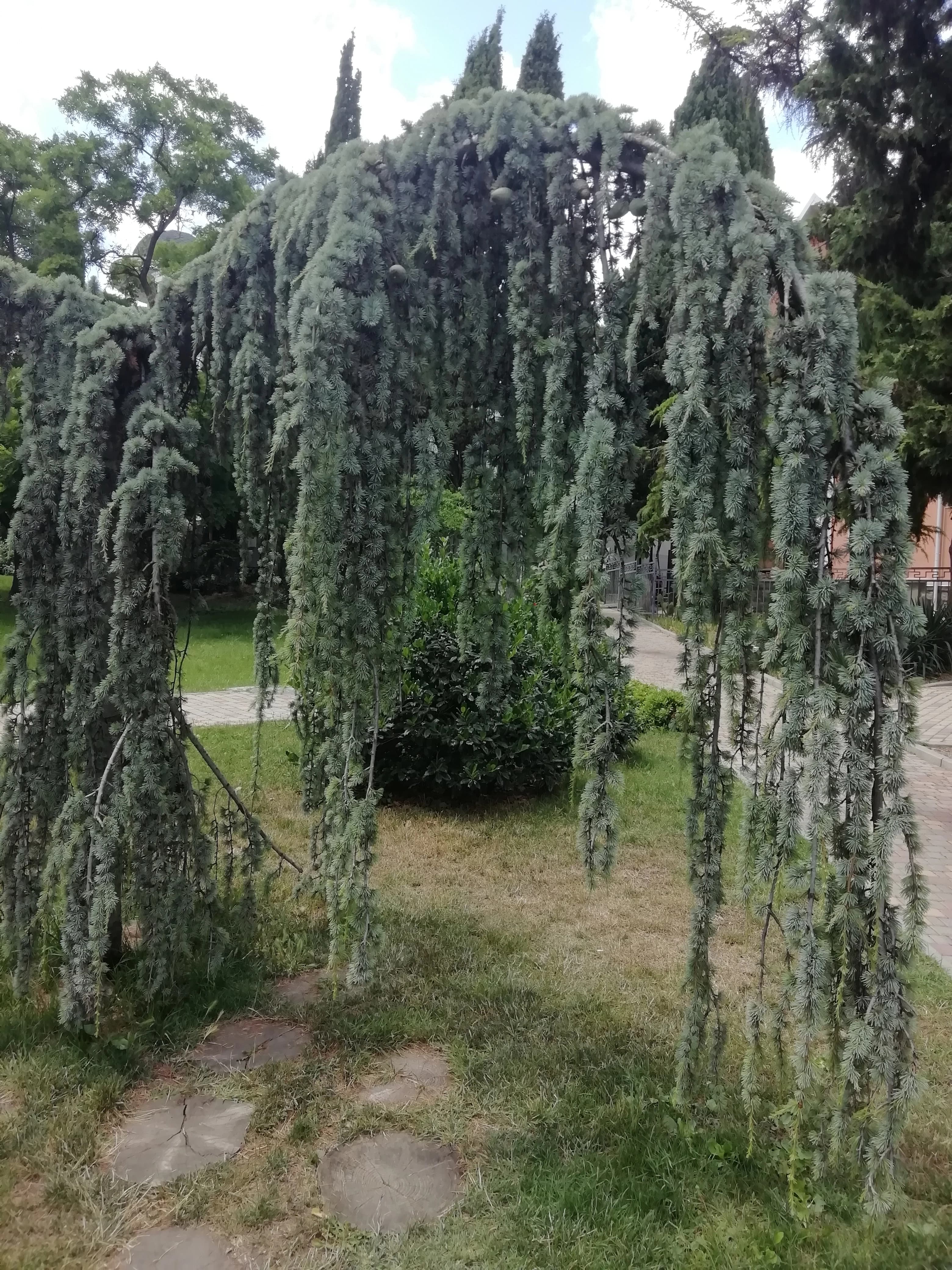 Декоративный Кедр атласский Пендула.