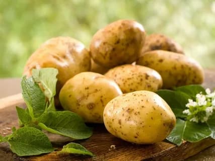 Картофель поздний