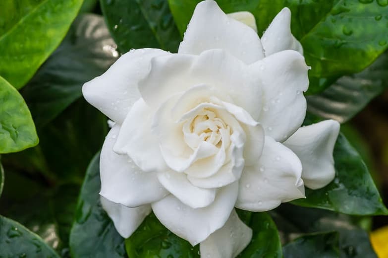 Gardenia jasminoides 'Veitchii' (Капский жасмин)