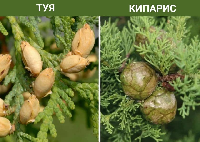 Как различать между собой растения семейства кипарисовых