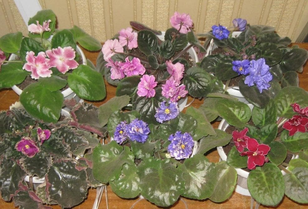 Узамбарская фиалка