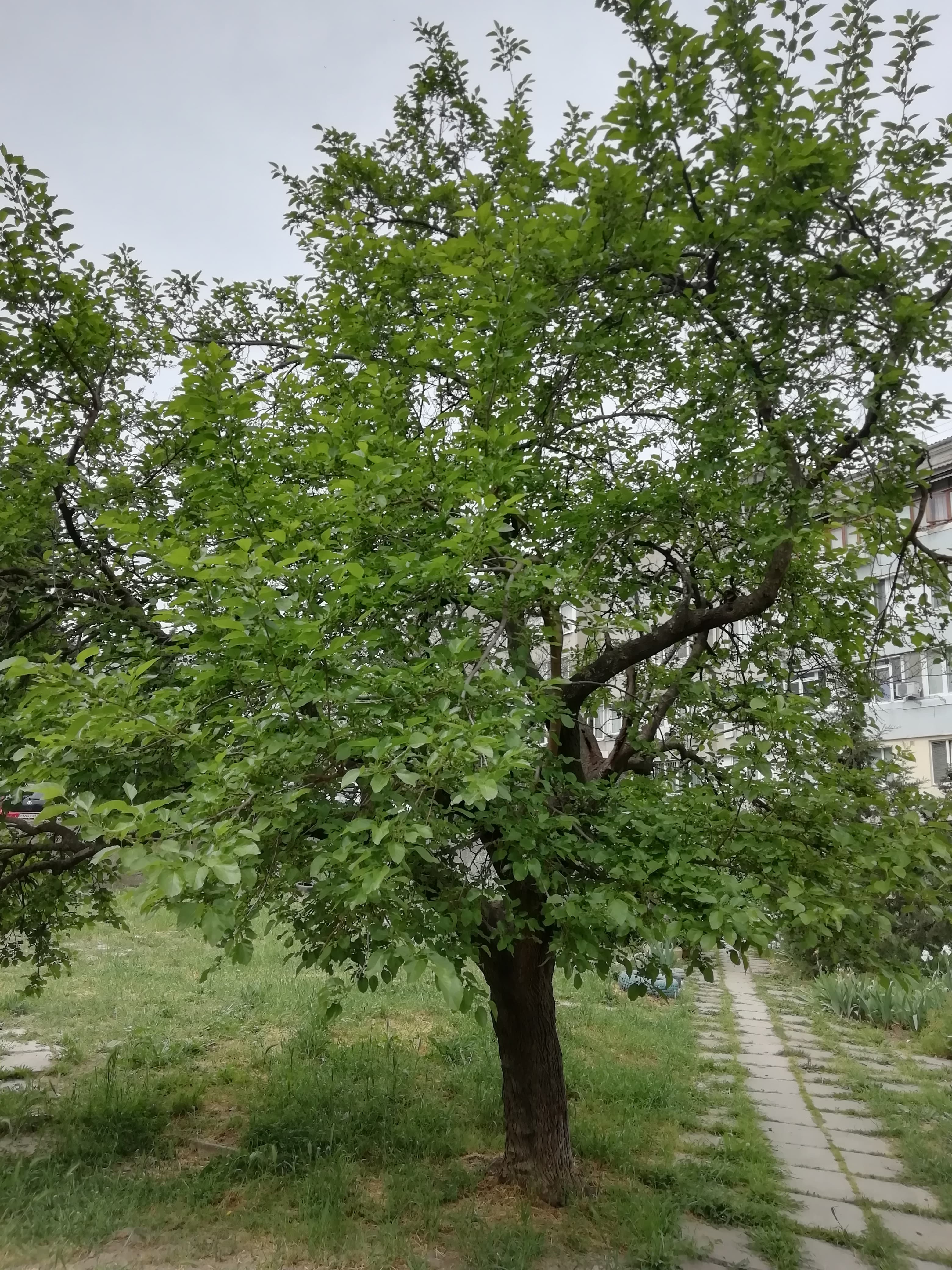 Полезная и многофункциональная шелковица.