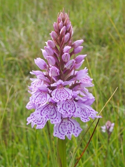 Пальчатокоренник пятнистый (Вересковая пятнистая орхидея)