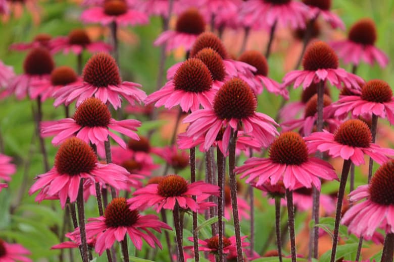 Echinacea 'Sensation Pink' (Coneflower)