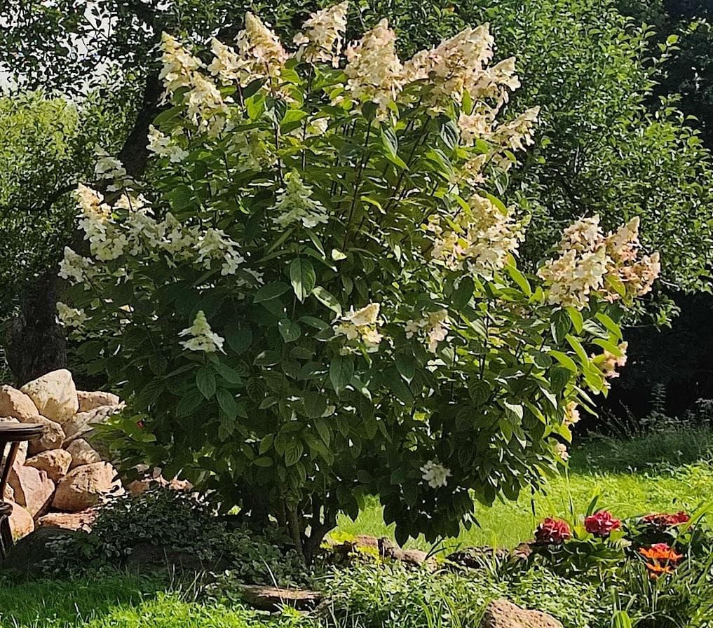 Гортензия метельчатая (Hydrangea paniculata)